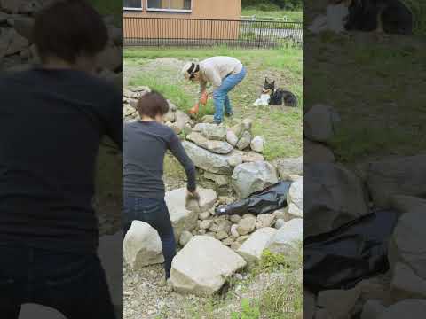 うちの犬が芝生に穴を開けるのはなぜですか?理由と解決策  庭園