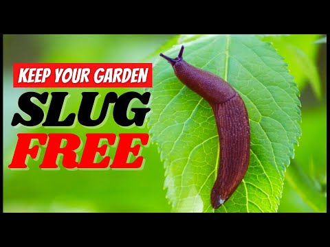 How to Get Rid of Slugs in Your Garden (Without Chemicals)
