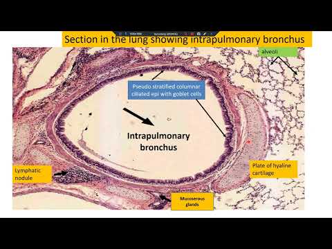 Respiratory Practical Histology Dr - Hegazy 2025