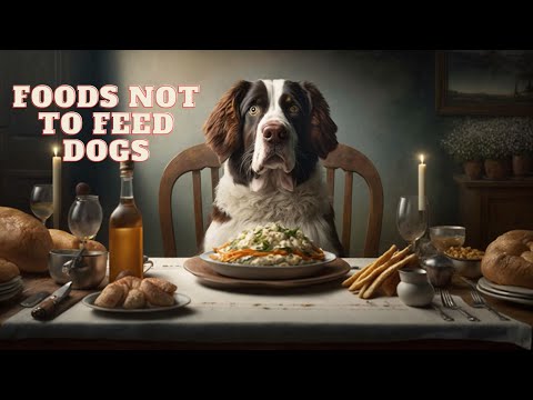 Foods Not to Feed Dogs - 15 Harmful Foods for Your Furry Friend