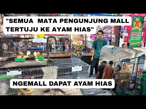 2026 Ornamental Chickens Hanging Out at the Mall || Raysha Team Canvassing Marketing