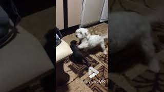 animale cainele si pisica se iubesc