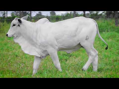 SINO AGROPECUÁRIA - BEZERRA NELORE - L4412 SINO - SINO 4412