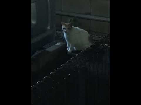 令和の時代の野良猫と出会う。今日も1日暑かったねえ。夜は涼しくなってよかった。また、会おう。　#shorts #蒲生寿町 #蒲生駅 #越谷市 #ねこ