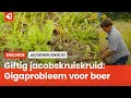 Giftig jacobskruiskruid: Gigaprobleem voor boeren en zijn vee