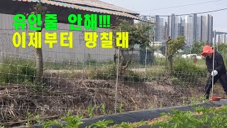 유인줄 안해!! 이제부터 망칠래//참깨파종 그리고 야채텃밭