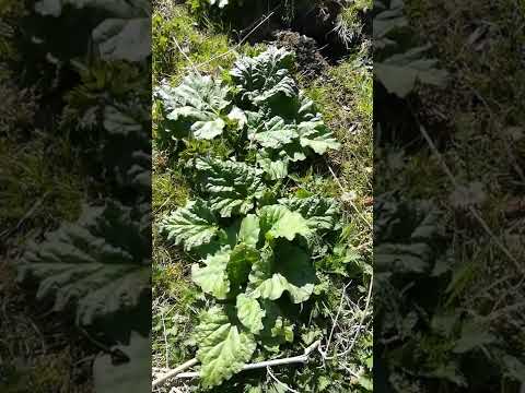 Rhabarber aus Hühnerauslauf entfernen - Oxalsäure zu giftig für unsere (trotteligen) Hühner