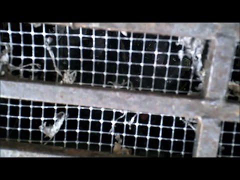 Uppoffring - Aglaeca Cerberus Horror Mystery