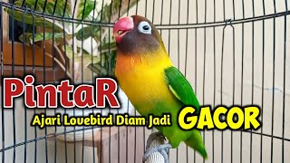 Download lagu LOVEBIRD NGEKEK PANJANG FIGHTER MEMANCING BUNYI, SUARANYA PINTAR AJARI LOVEBIRD DIAM JADI GACOR mp3