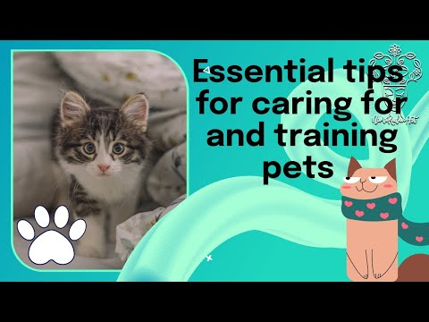 Essential tips for caring for and training pets cats