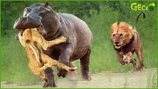 The Moment An Angry Giant Hippo Attacked A Predator, What Happened | Wild Animals