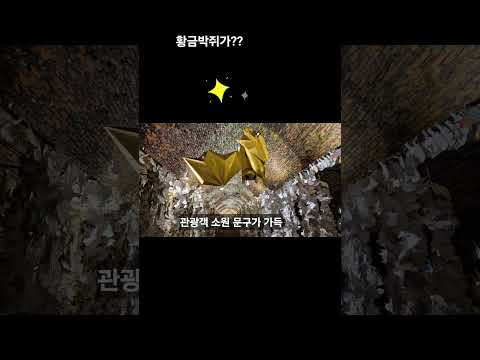 청도와인터널#한국문화 #한국여행#와인 #winery #persimmon#경상북도 #청도와인터널 #청도소싸움 #청도반시축제 #한국어 #kculture