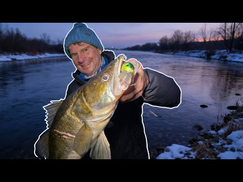 Wobblerangeln auf Zander: Die besten Farben, Lauftiefen & Tipps