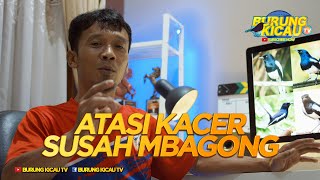Download lagu KACER SUSAH MBAGONG/KACER ANTI MBAGONG, begini cara atasi dan perawatannya! mp3 Download lagu KACER SUSAH MBAGONG/KACER ANTI MBAGONG, begini cara atasi dan perawatannya! mp3