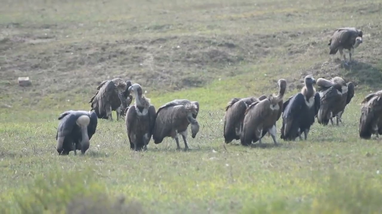 553- Indian vulture, a medium-sized vulture, @wwf-India's Vulture count 2025, Oct. 2025, India