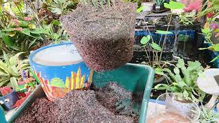 Parlor Palm Potting and Cleanup