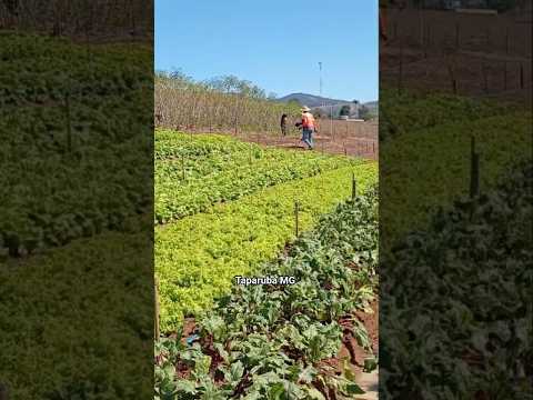 Plantação de hortaliças de Taparuba MG #roça
