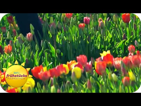 Diebe auf Blumenfeldern - Betrüger bezahlen nicht mehr | SAT.1 Frühstücksfernsehen