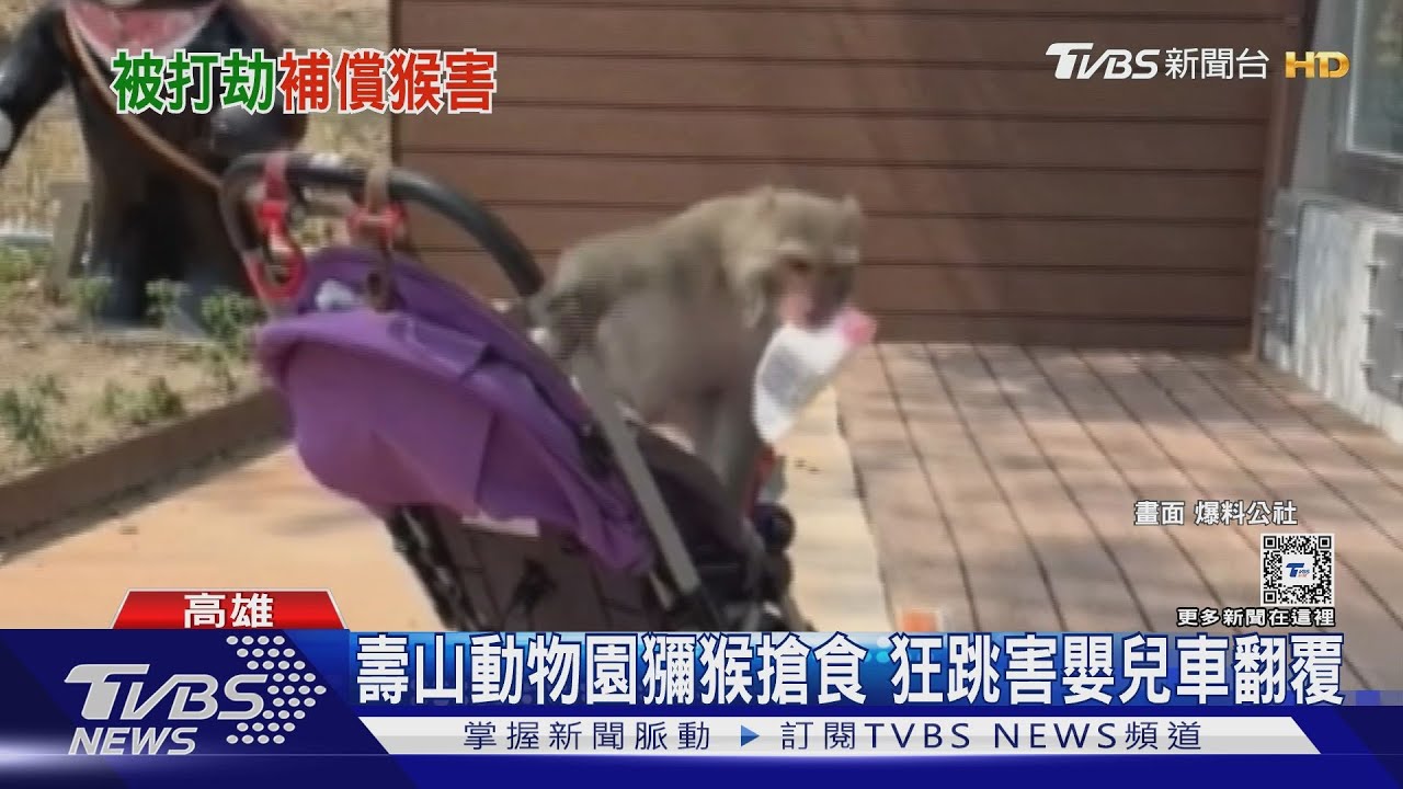 獼猴搶食!中山大學補償學生每餐100元