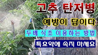 [텃밭농부 1,563]  고추의 탄저병은 예방이 답이다. 2배식초를 이용하여 소독하는 방법. #고추재배 #탄…