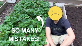 EVERYTHING I wish I Knew When I First Planted Strawberries