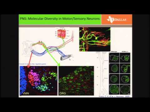 Neural Prosthesis Seminar, Mario Romero-Ortega, PhD