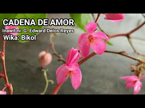 CADENA DE AMOR (Bikol Song)
