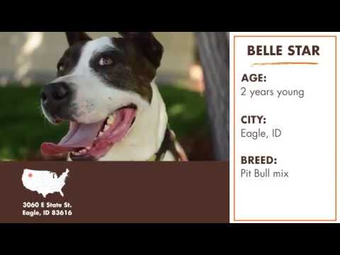 Belle Star, an adopted Pit Bull Terrier Mix in Eagle, ID_image-1