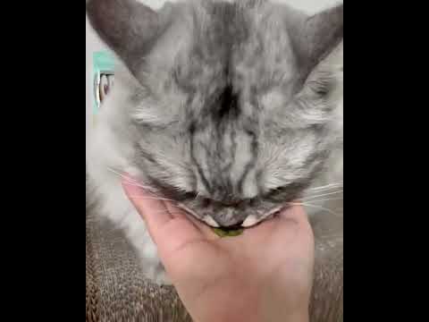 닥터뮨 쿠앙 크런치덴탈 연어