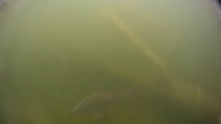 preview picture of video 'Schnorcheln im Illmensee viele große Karpfen (Snorkeling in Illmensee many large carp)'