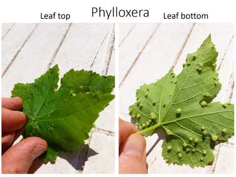 Phylloxera vs Erinose on grapevine