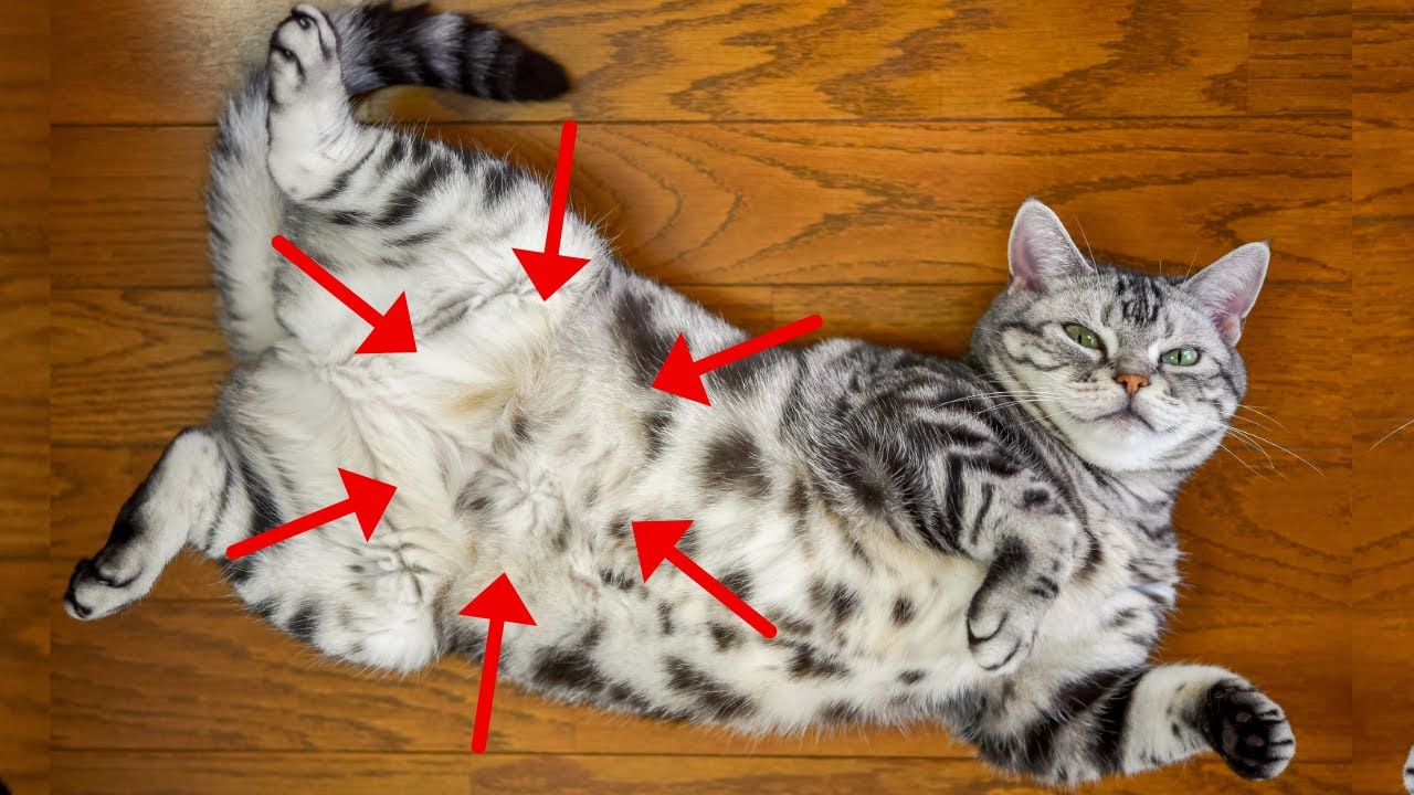 15 Signs of Cat Love That Humans Usually Don't Recognize