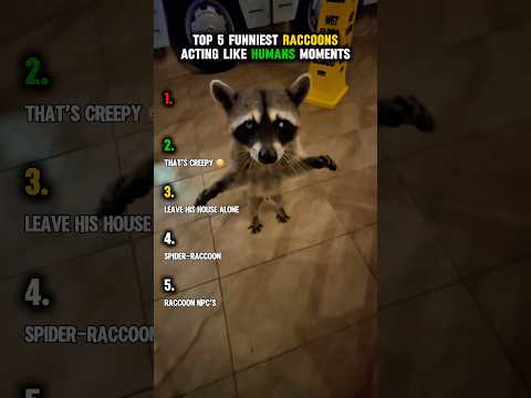 Top 5 funniest raccoons acting like humans moments! 😂