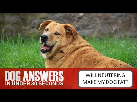 Will Neutering Make My Dog Get Fat