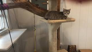 Kitten/Cat building