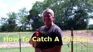 How To Catch A Chicken Without Running Around Like An Idiot