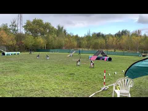 Drugie zawody agility A1 Mookiego