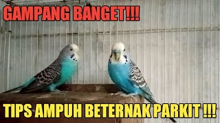 Download lagu CARA TERNAK PARKIT UNTUK PEMULA !!! mp3