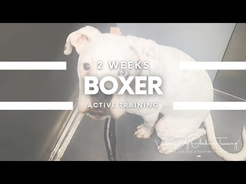 Victoria Dog Obedience Training video.