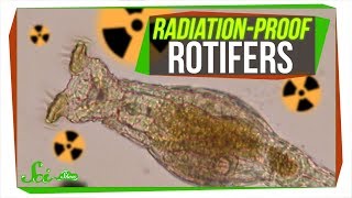 Bdelloids: The Most Hardcore Animals in the World?