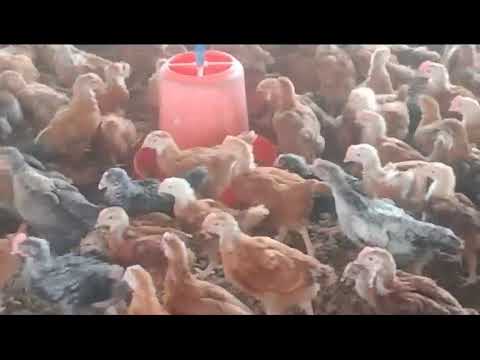 Ameriflower giriraja chicks 25 days