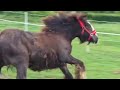 Puledro Gypsy Cob In vendita 2025 Baio scuro ,  Cillbarra Master Of Poppets
