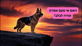 🐶 הכרת הטוב לכלבים – מי אמר שאין להם זכויות? 🦴