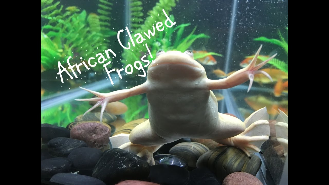 Frogzilla the African Clawed Frog!