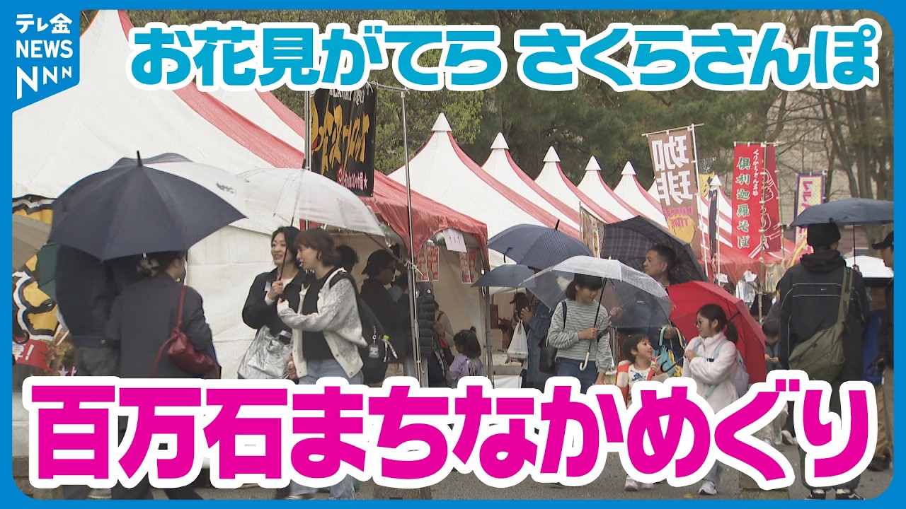 【さくらさんぽ】お花見がてらまちなかを散策　金沢市中心部で「百万石まちなかめぐり2026さくら」