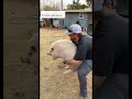 pig screaming for help Tiktok penny_the_pidoublegy
