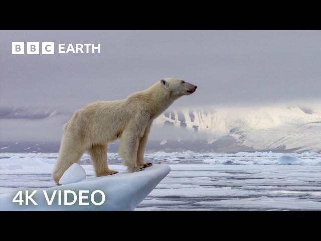 Incredible 4K Nature Scenes Narrated By David Attenborough | BBC Earth SDDEFAULT Thumbnail