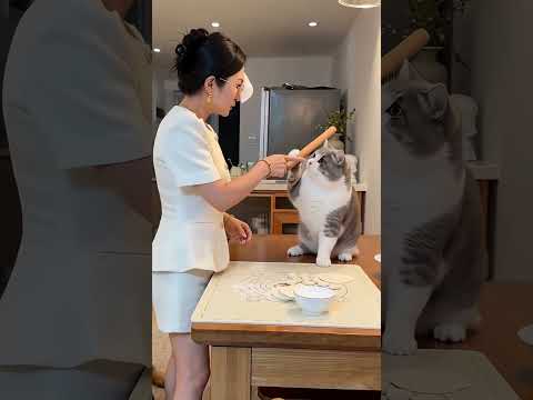 女主人擀餃子皮遭貓咪搗亂，被貓咪用擀麵杖打暈 #萌寵日常記錄#萌寵出道計劃 #貓咪的迷惑行為 #日常分享 #鏟屎官的樂趣 #貓咪的不服全寫在臉上