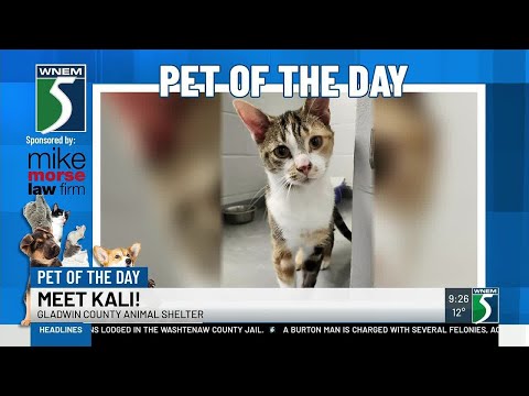 TV5 Pet of the Day: Meet Kali!