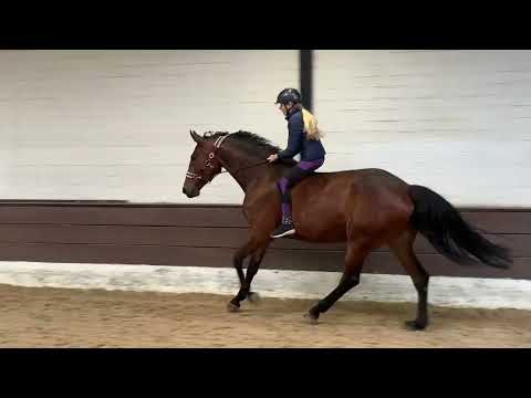 DIA VIOLA 5j. v. Double Impact - Voltaire - Achill Libero VB 15.000,- Euro